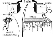 短時(shí)記憶記憶 什么意思 長(zhǎng)時(shí)記憶和短時(shí)記憶的區(qū)別