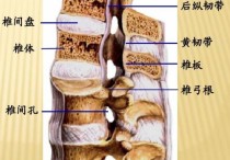 脊柱怎么連接河北醫(yī)科大學(xué) 簡述脊柱的連結(jié)