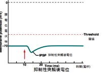 IPSP為什么是局部電位 生化檢驗(yàn)中的acp是什么意思